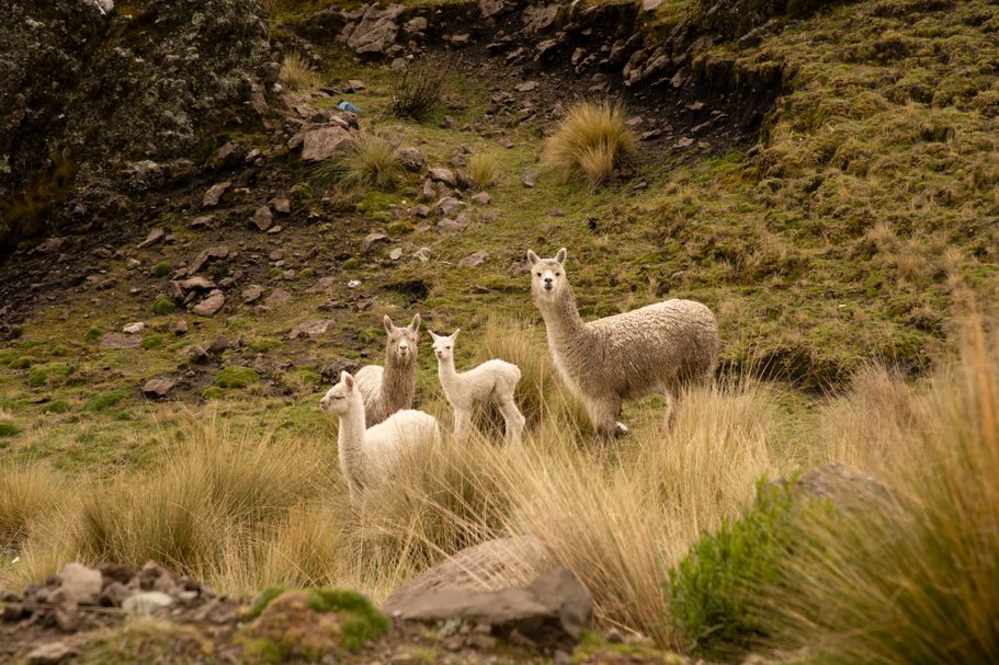Alpacas