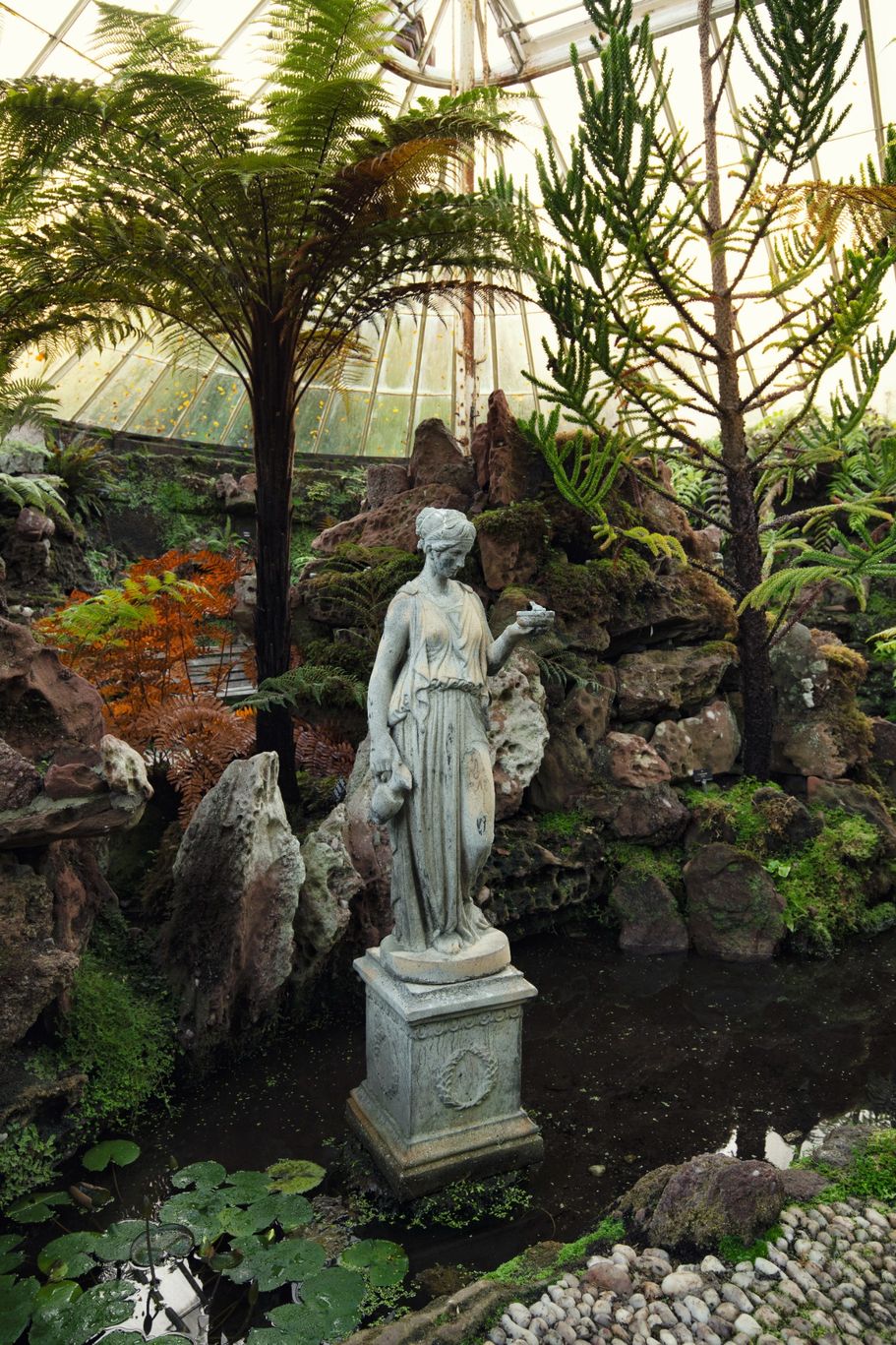 Fern Paradise 5