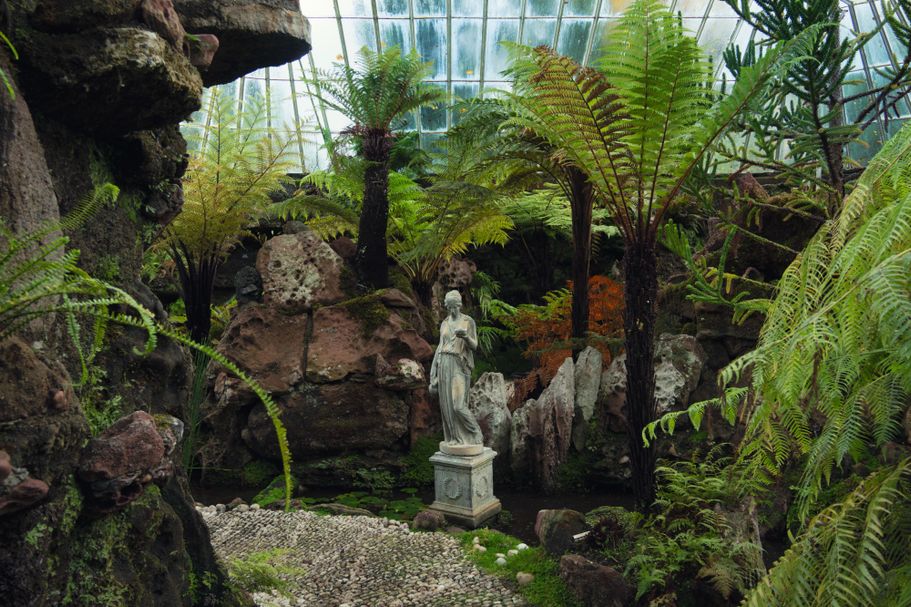 Fern Paradise 1