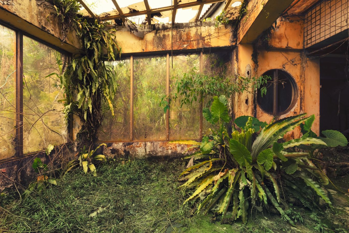 Overgrown Jungle Taiwan 2