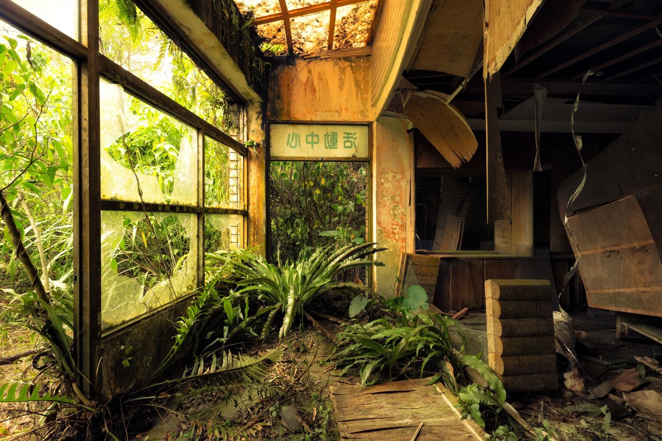 Overgrown Jungle Taiwan 3