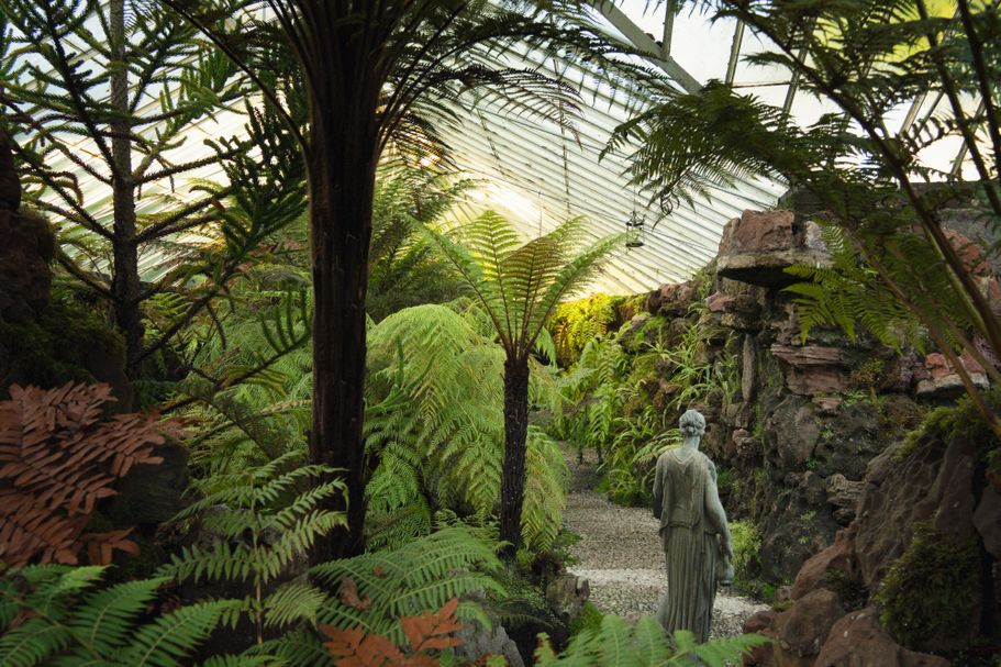 Fern Paradise 6