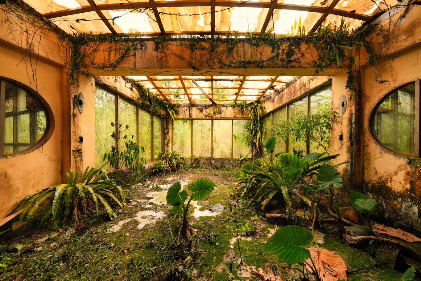 Overgrown Jungle Taiwan